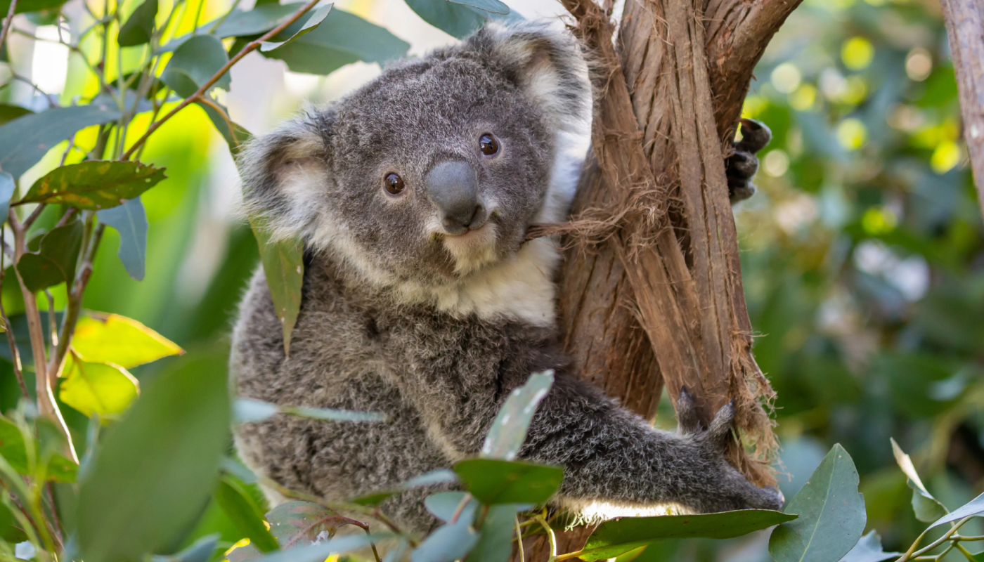 WILD LIFE Sydney Zoo